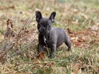 Stella, a female French Bulldog for sale in Dundee, OH – Photo 5 of 8