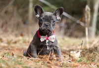 Stella, a female French Bulldog for sale in Dundee, OH – Photo 6 of 8