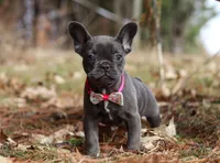 Stella, a female French Bulldog for sale in Dundee, OH – Photo 1 of 8