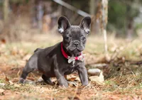 Stella, a female French Bulldog for sale in Dundee, OH – Photo 2 of 8