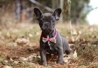 Stella, a female French Bulldog for sale in Dundee, OH – Photo 7 of 8