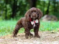 Jewel, a female Cocker Spaniel for sale in Dundee, OH – Photo 5 of 9
