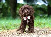 Jewel, a female Cocker Spaniel for sale in Dundee, OH – Photo 2 of 9