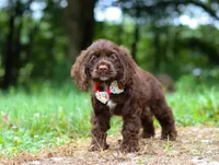 Jewel, a female Cocker Spaniel for sale in Dundee, OH – Photo 3 of 9