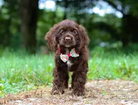 Jewel, a female Cocker Spaniel for sale in Dundee, OH – Photo 8 of 9