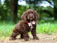 Jewel, a female Cocker Spaniel for sale in Dundee, OH – Photo 4 of 9