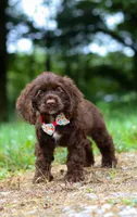 Jewel, a female Cocker Spaniel for sale in Dundee, OH – Photo 7 of 9