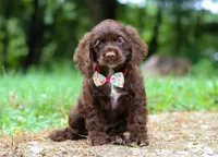 Jewel, a female Cocker Spaniel for sale in Dundee, OH – Photo 9 of 9