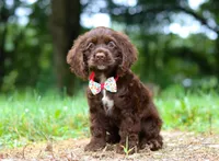 Jewel, a female Cocker Spaniel for sale in Dundee, OH – Photo 1 of 9