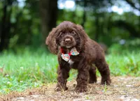 Jewel, a female Cocker Spaniel for sale in Dundee, OH – Photo 6 of 9