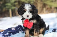 Liam, a male Miniature Bernedoodle for sale in Dundee, OH – Photo 6 of 8