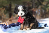 Liam, a male Miniature Bernedoodle for sale in Dundee, OH – Photo 5 of 8