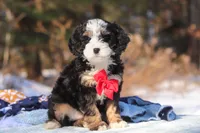 Liam, a male Miniature Bernedoodle for sale in Dundee, OH – Photo 1 of 8