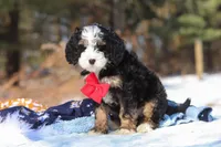 Liam, a male Miniature Bernedoodle for sale in Dundee, OH – Photo 8 of 8