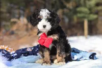 Liam, a male Miniature Bernedoodle for sale in Dundee, OH – Photo 3 of 8