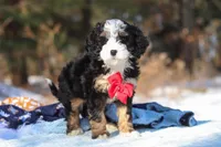 Liam, a male Miniature Bernedoodle for sale in Dundee, OH – Photo 7 of 8