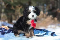 Liam, a male Miniature Bernedoodle for sale in Dundee, OH – Photo 2 of 8