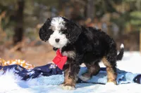 Liam, a male Miniature Bernedoodle for sale in Dundee, OH – Photo 4 of 8