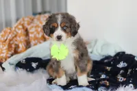 Apollo  , a male Miniature Bernedoodle for sale in Dundee, OH – Photo 5 of 5