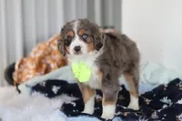Apollo  , a male Miniature Bernedoodle for sale in Dundee, OH – Photo 3 of 5