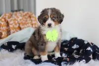 Apollo  , a male Miniature Bernedoodle for sale in Dundee, OH – Photo 1 of 5