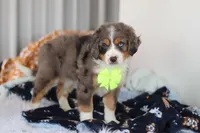 Apollo  , a male Miniature Bernedoodle for sale in Dundee, OH – Photo 4 of 5