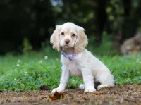 Angela, a female Cocker Spaniel for sale in Dundee, OH – Photo 4 of 7