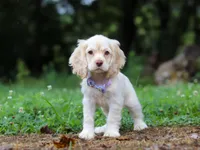 Angela, a female Cocker Spaniel for sale in Dundee, OH – Photo 5 of 7