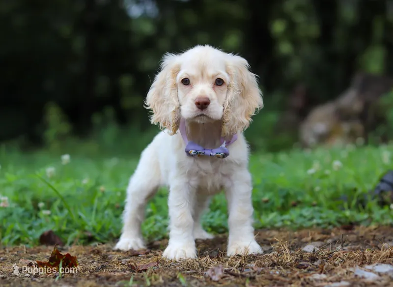 Angela, a female Cocker Spaniel for sale in Dundee, OH – Photo 1 of 7