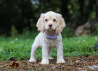 Angela, a female Cocker Spaniel for sale in Dundee, OH – Photo 1 of 7