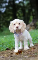 Angela, a female Cocker Spaniel for sale in Dundee, OH – Photo 7 of 7