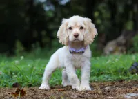 Angela, a female Cocker Spaniel for sale in Dundee, OH – Photo 2 of 7