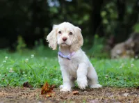 Angela, a female Cocker Spaniel for sale in Dundee, OH – Photo 3 of 7