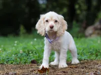 Angela, a female Cocker Spaniel for sale in Dundee, OH – Photo 6 of 7