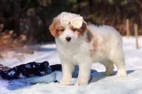 Sydney, a female Miniature Bernedoodle for sale in Dundee, OH – Photo 2 of 8