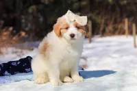 Sydney, a female Miniature Bernedoodle for sale in Dundee, OH – Photo 6 of 8
