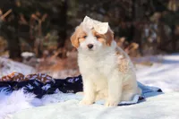 Sydney, a female Miniature Bernedoodle for sale in Dundee, OH – Photo 8 of 8
