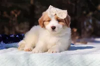 Sydney, a female Miniature Bernedoodle for sale in Dundee, OH – Photo 4 of 8