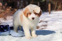 Sydney, a female Miniature Bernedoodle for sale in Dundee, OH – Photo 7 of 8