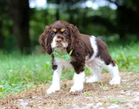 Buddy, a male Cocker Spaniel for sale in Dundee, OH – Photo 7 of 8