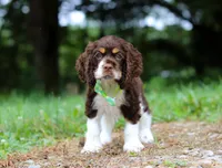 Buddy, a male Cocker Spaniel for sale in Dundee, OH – Photo 5 of 8