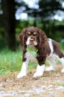 Buddy, a male Cocker Spaniel for sale in Dundee, OH – Photo 8 of 8