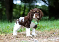 Buddy, a male Cocker Spaniel for sale in Dundee, OH – Photo 4 of 8