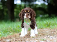 Buddy, a male Cocker Spaniel for sale in Dundee, OH – Photo 6 of 8