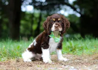 Buddy, a male Cocker Spaniel for sale in Dundee, OH – Photo 3 of 8