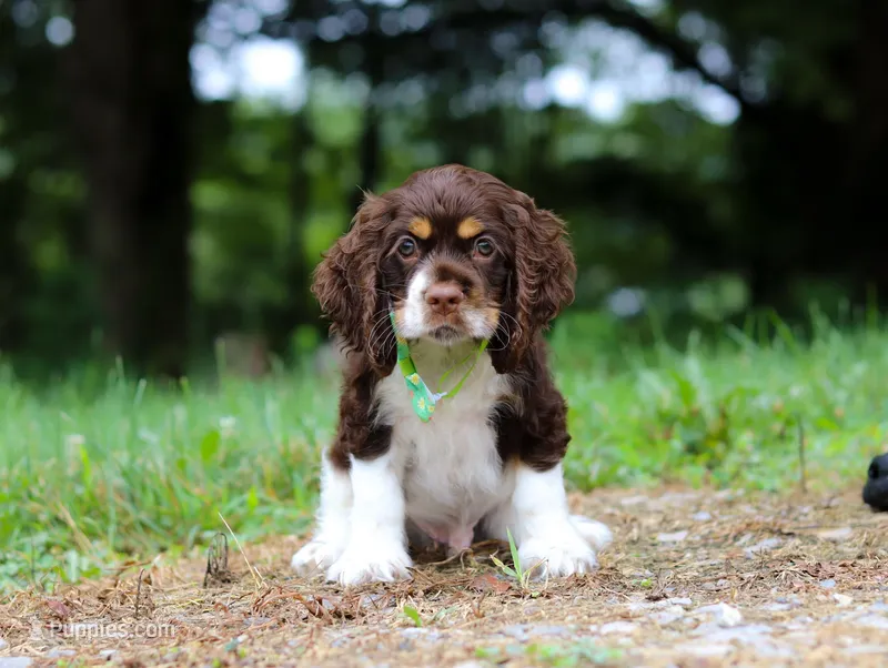 Buddy, a male Cocker Spaniel for sale in Dundee, OH – Photo 1 of 8