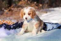 Malcolm, a male Miniature Bernedoodle for sale in Dundee, OH – Photo 7 of 9
