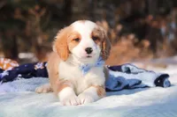 Malcolm, a male Miniature Bernedoodle for sale in Dundee, OH – Photo 6 of 9