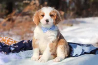 Malcolm, a male Miniature Bernedoodle for sale in Dundee, OH – Photo 2 of 9