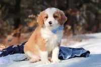 Malcolm, a male Miniature Bernedoodle for sale in Dundee, OH – Photo 4 of 9